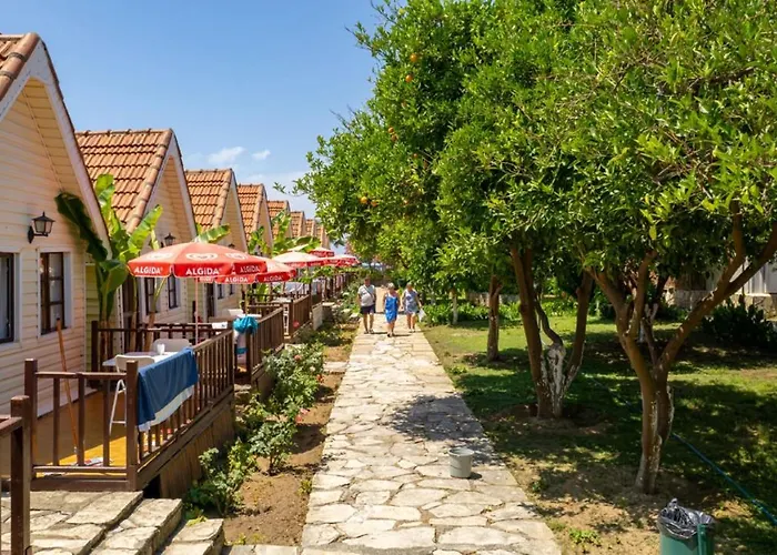 Clover Magic Nova Side