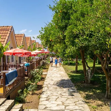 Clover Magic Nova Side